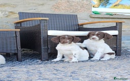 English Springer Spaniel dogs for sale: 3 beautiful boys - Image 2
