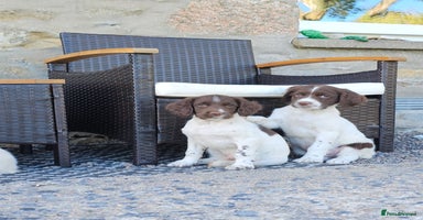 English Springer Spaniel dogs - Advert 7