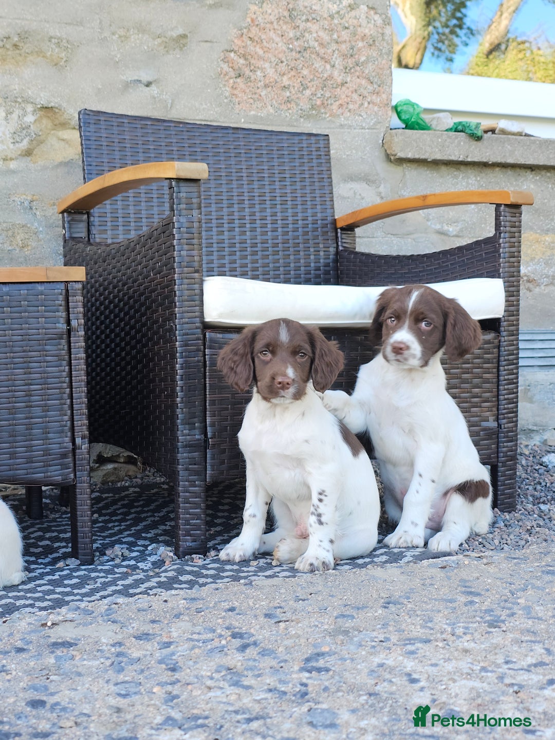 English Springer Spaniel dogs for sale: 3 beautiful boys - Image 2