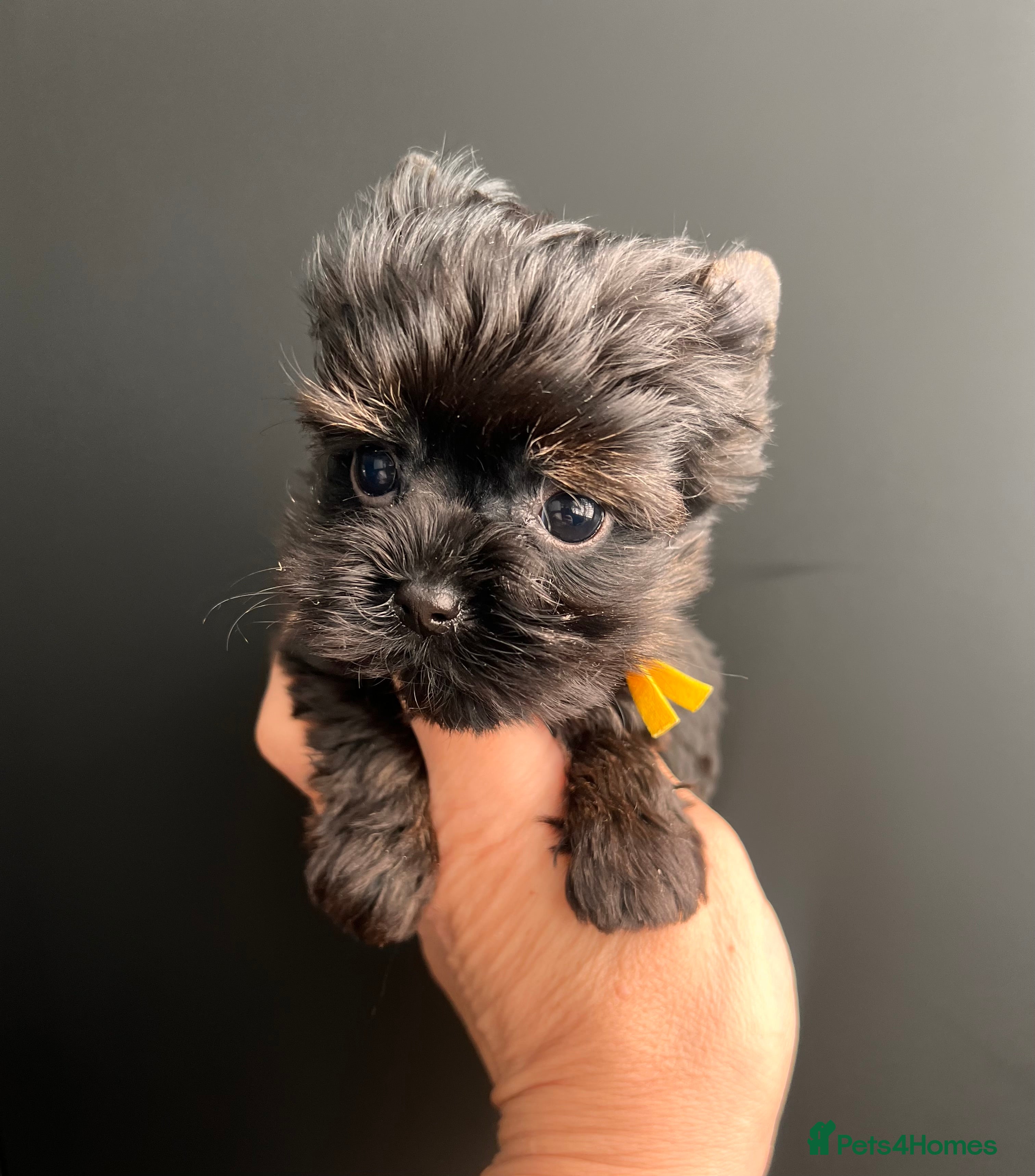 Yorkshire Terrier dogs 🎀 Tiny Little Mini Yorkshire Terrier Girls 🎀 - Advert 1