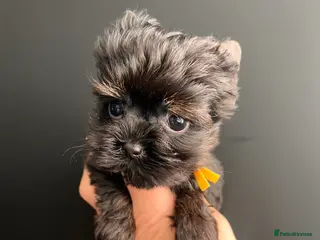 Yorkshire Terrier dogs 🎀 Tiny Little Mini Yorkshire Terrier Girls 🎀 - Advert 11