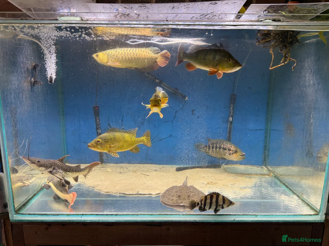 Other/Mixed Breed fish for sale: Closing down in Basingstoke - Advert 1