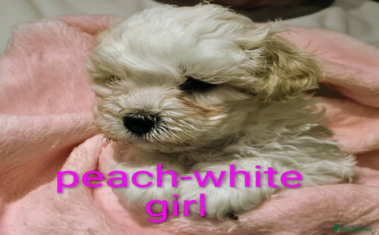 Maltipoo dogs - Advert 2