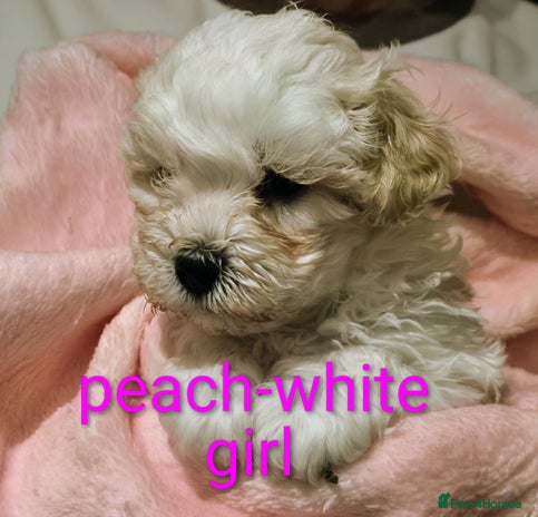 Maltipoo dogs - Advert 2