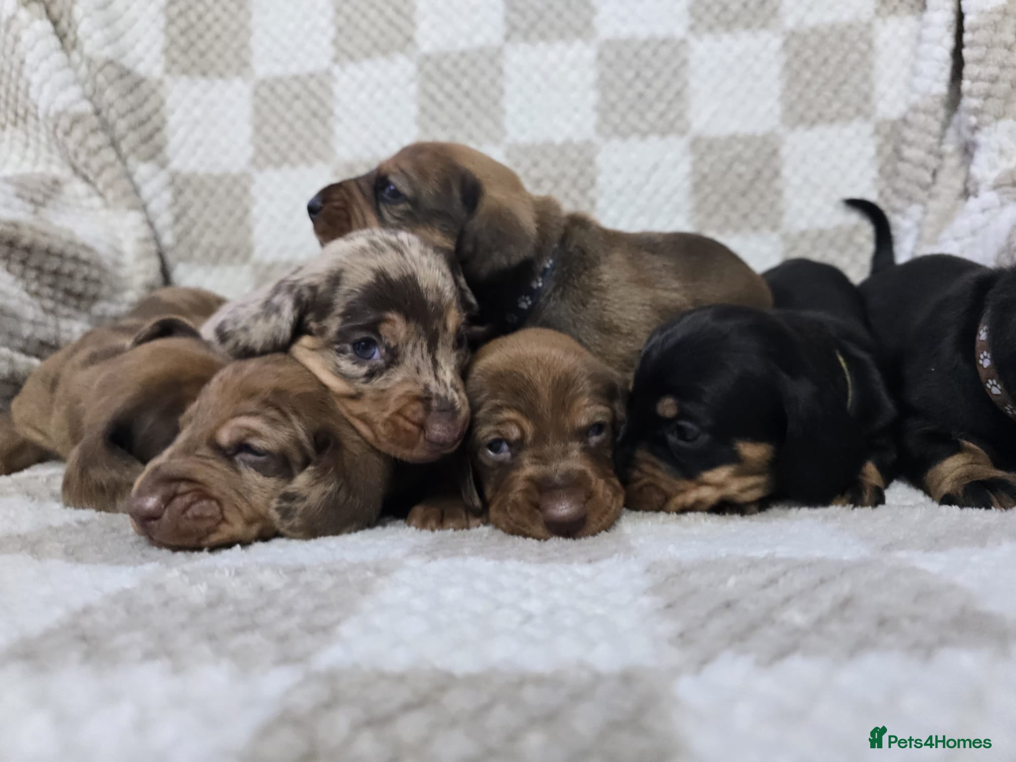 Dachshund dogs KC Standard Dachshund puppies ! - Advert 2