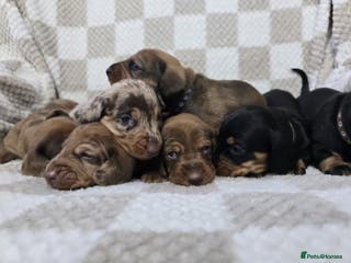Dachshund dogs KC Standard Dachshund puppies ! - Advert 5