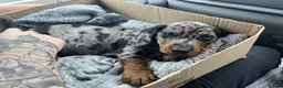 Jackshund dogs for stud: Male Jackshund - Arlo  - Advert 16