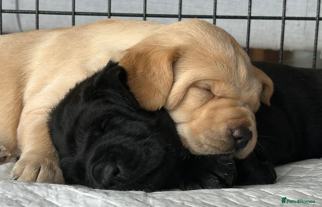 Labrador Retriever dogs for sale: KC Registered Labrador Retriever Puppies - Image 5