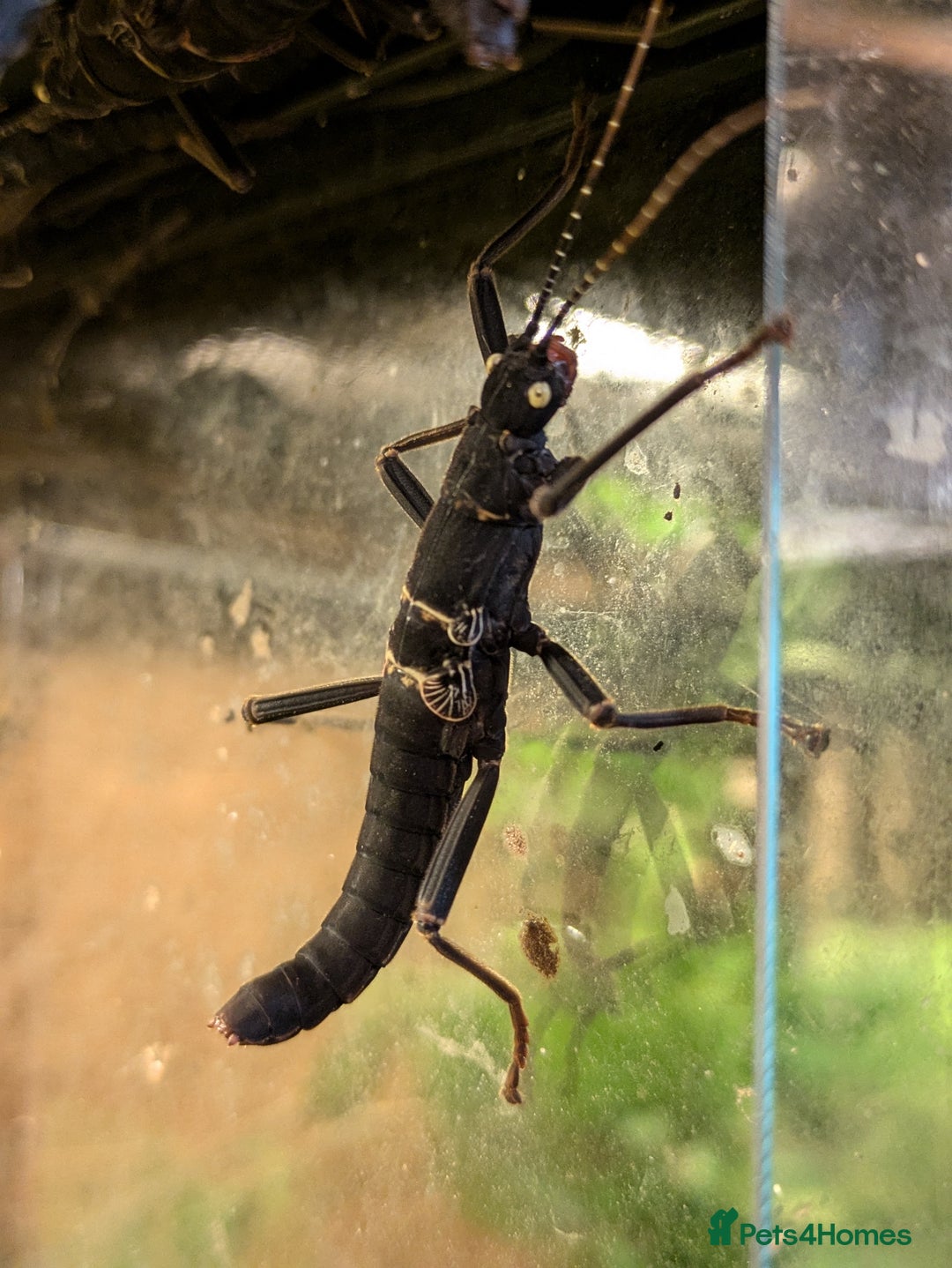 Stick Insects invertebrates for sale: Stick Insects & Mantis - Image 8