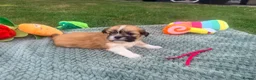 Lhasa Apso dogs for sale: Lhasa Apso puppies - Advert 9