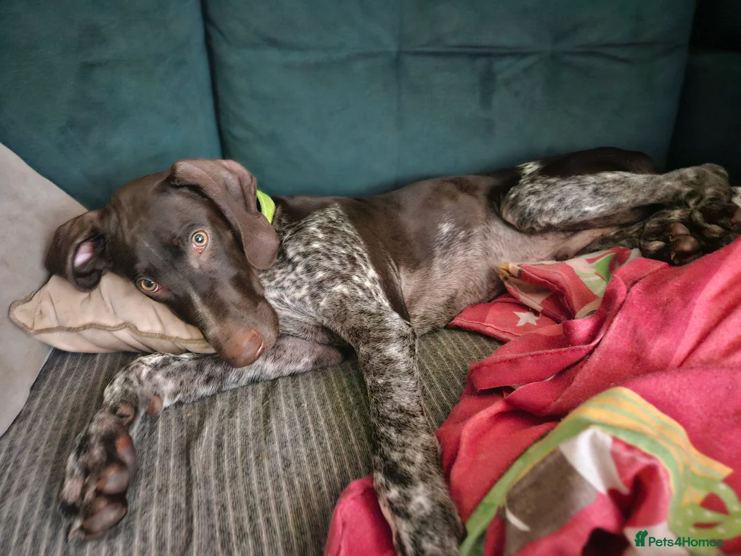 German Shorthaired Pointer dogs for sale: GSP puppy for sale  - Advert 5