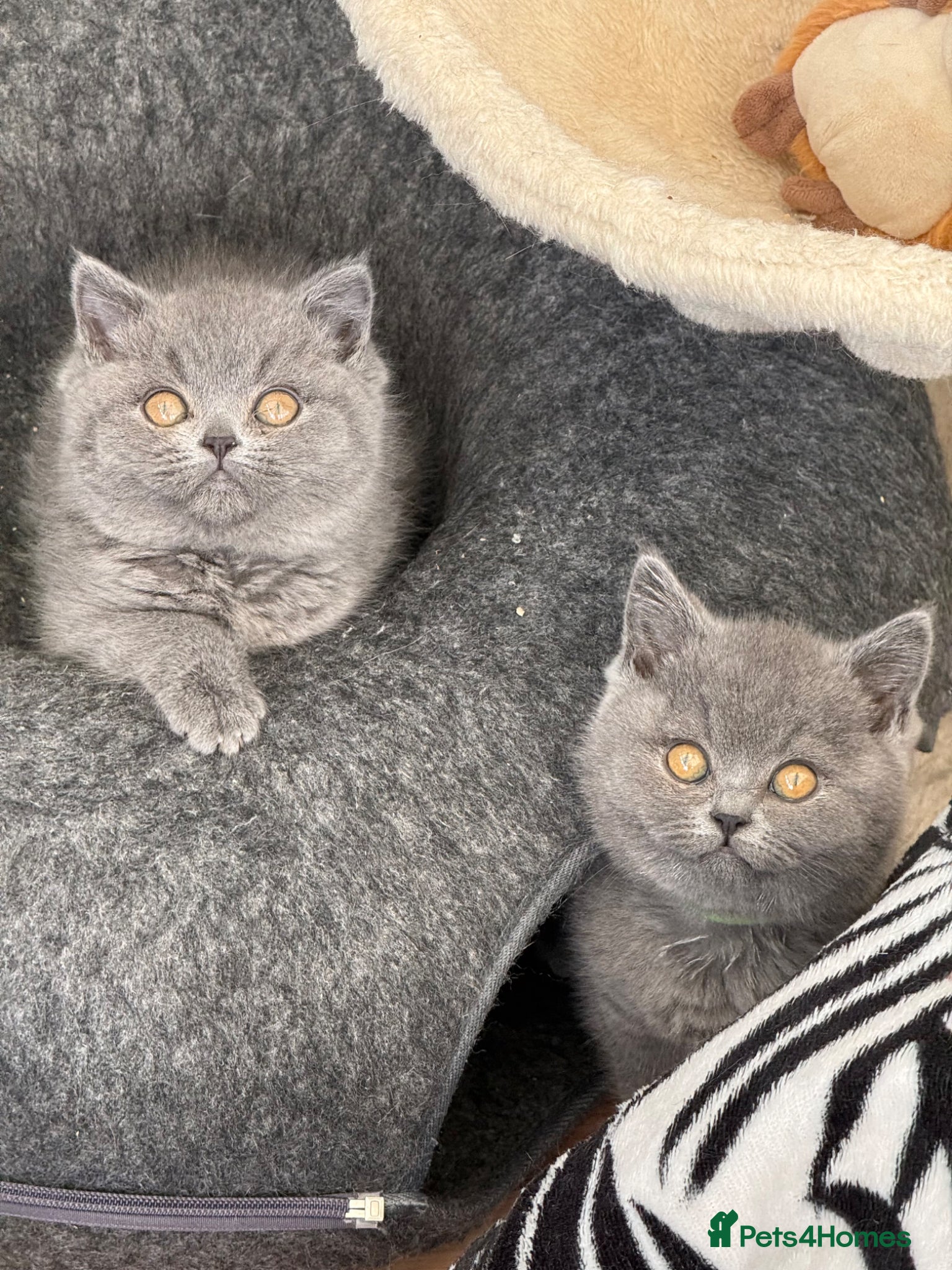 British Shorthair cats for sale: Pedigree British Shorthair Kittens ready to go! - Advert 1