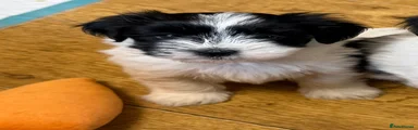 Havanese Puppy 6