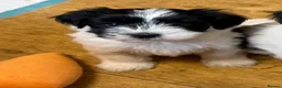 Havanese dogs for sale: GORGEOUS FULL PEDIGREE HAVANESE PUPPIES - Advert 6