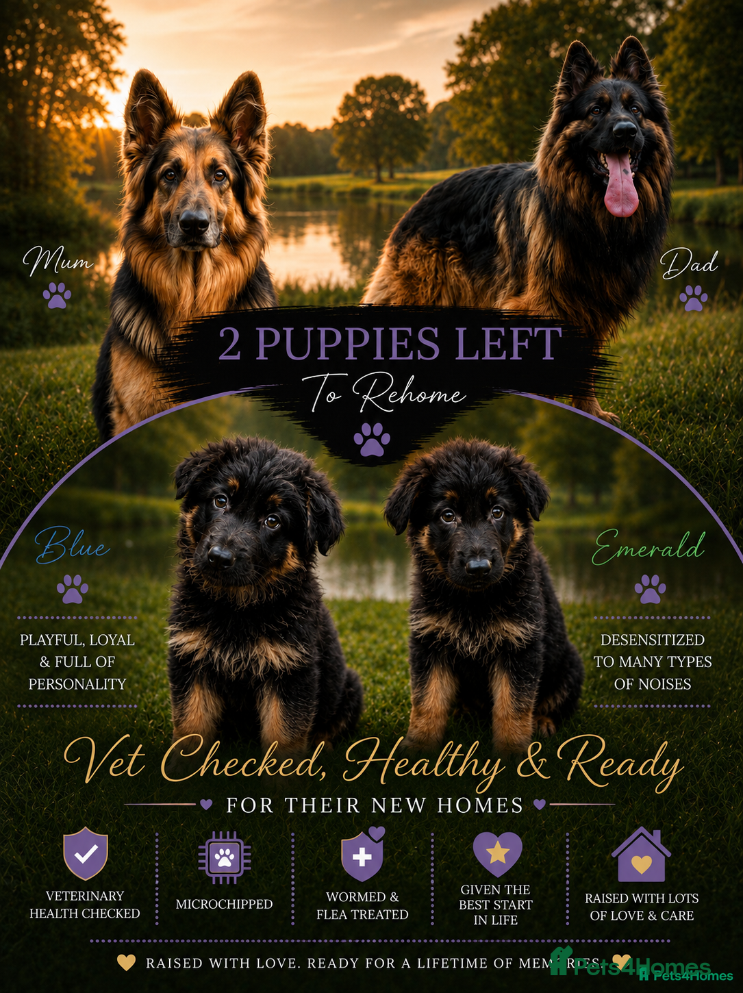 German Shepherd dogs 2 healthy straight back KC registered male GSP's  - Advert 1
