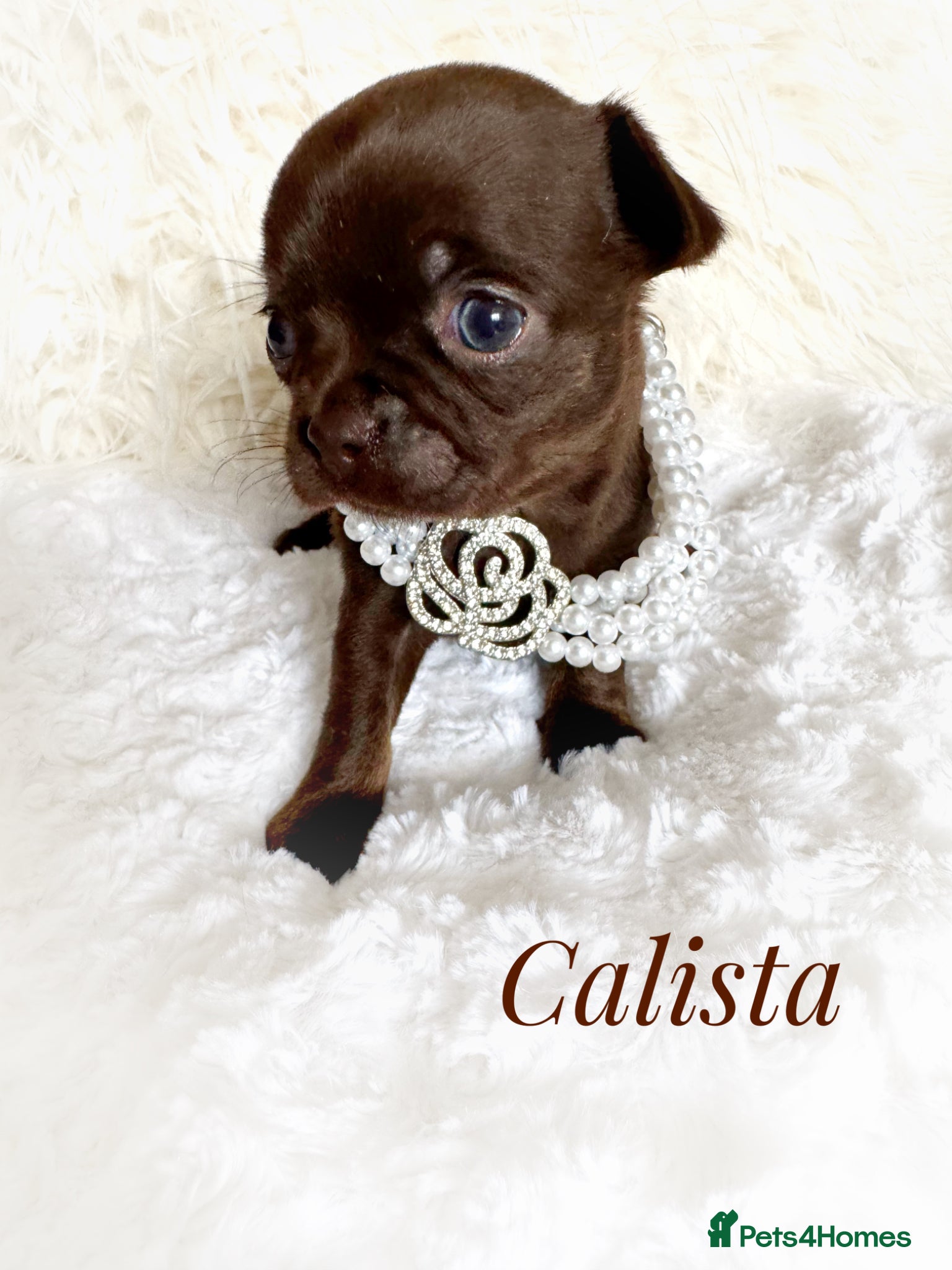 Chihuahua dogs Chihuahua puppies chocolate merle  - Advert 1