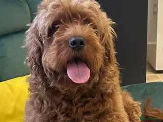 Cavapoo dogs Cavapoo female - Advert 1