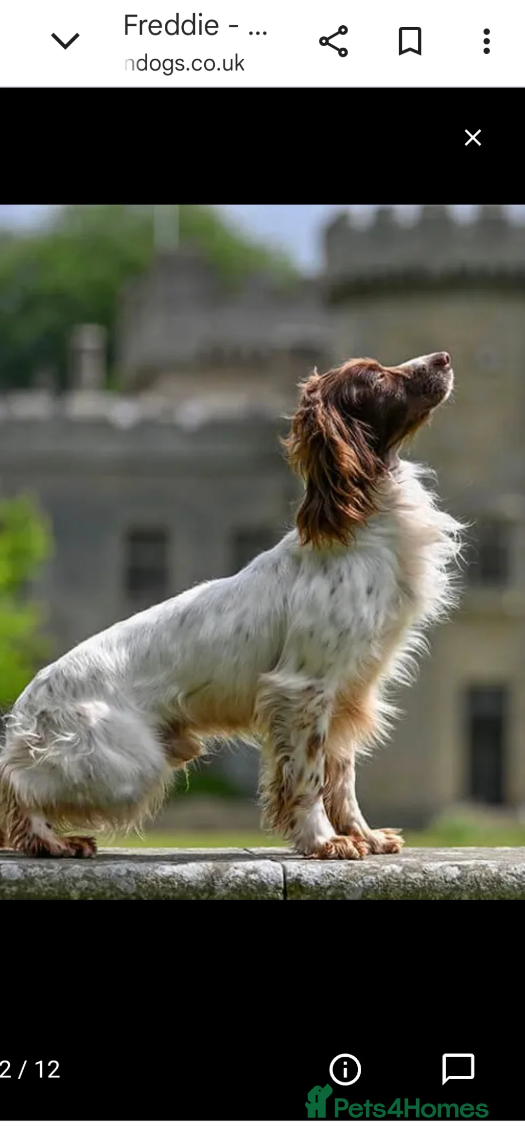 English Springer Spaniel dogs for sale:  Health tested Springer Spaniel puppies - Advert 21