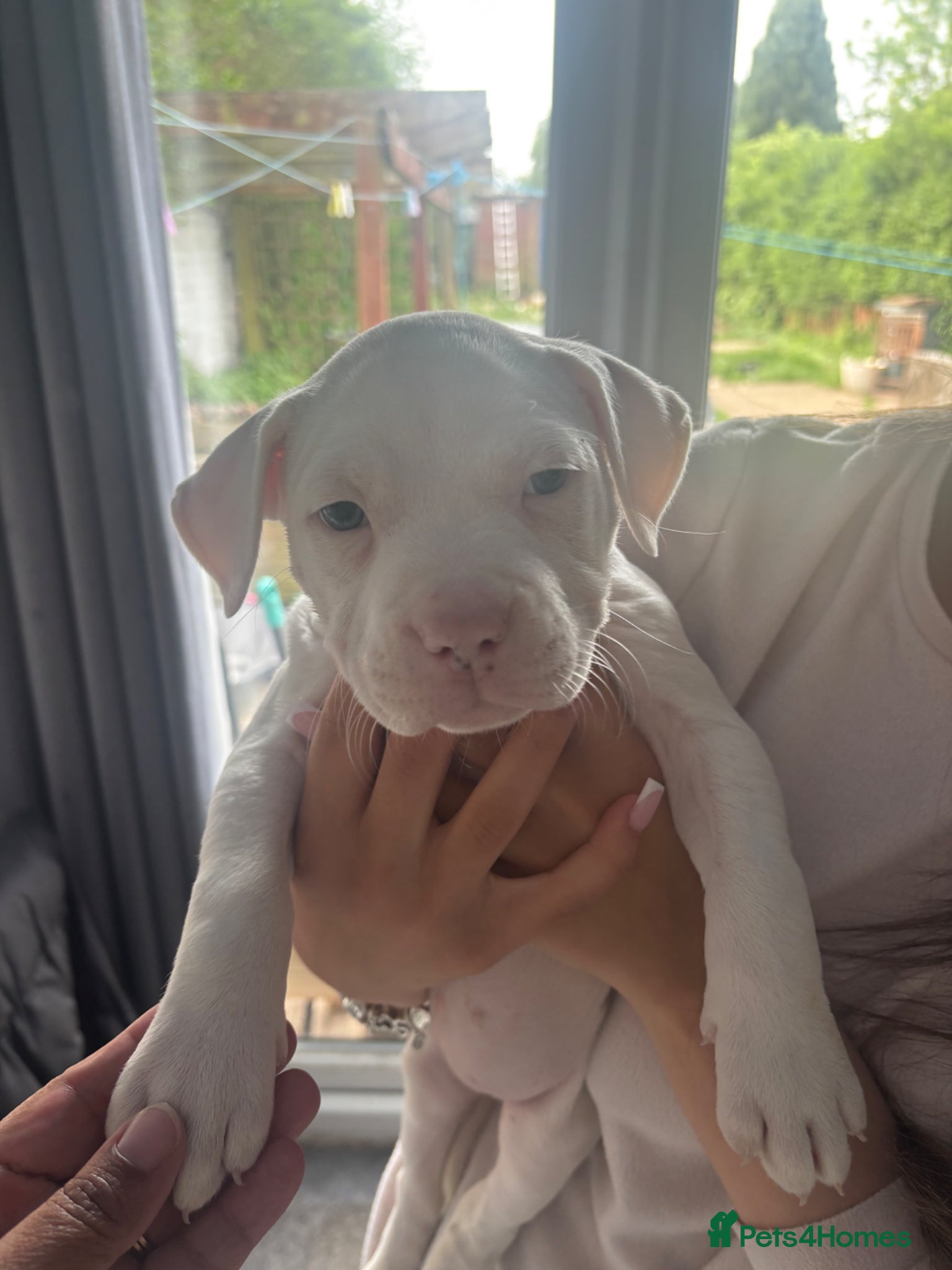 Staffordshire Bull Terrier dogs Staffordshire bull terrier puppies  - Advert 12