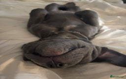 Cane Corso dogs for sale:  Pure breed Cane Corso  Puppies Looking for Homes  - Image 24