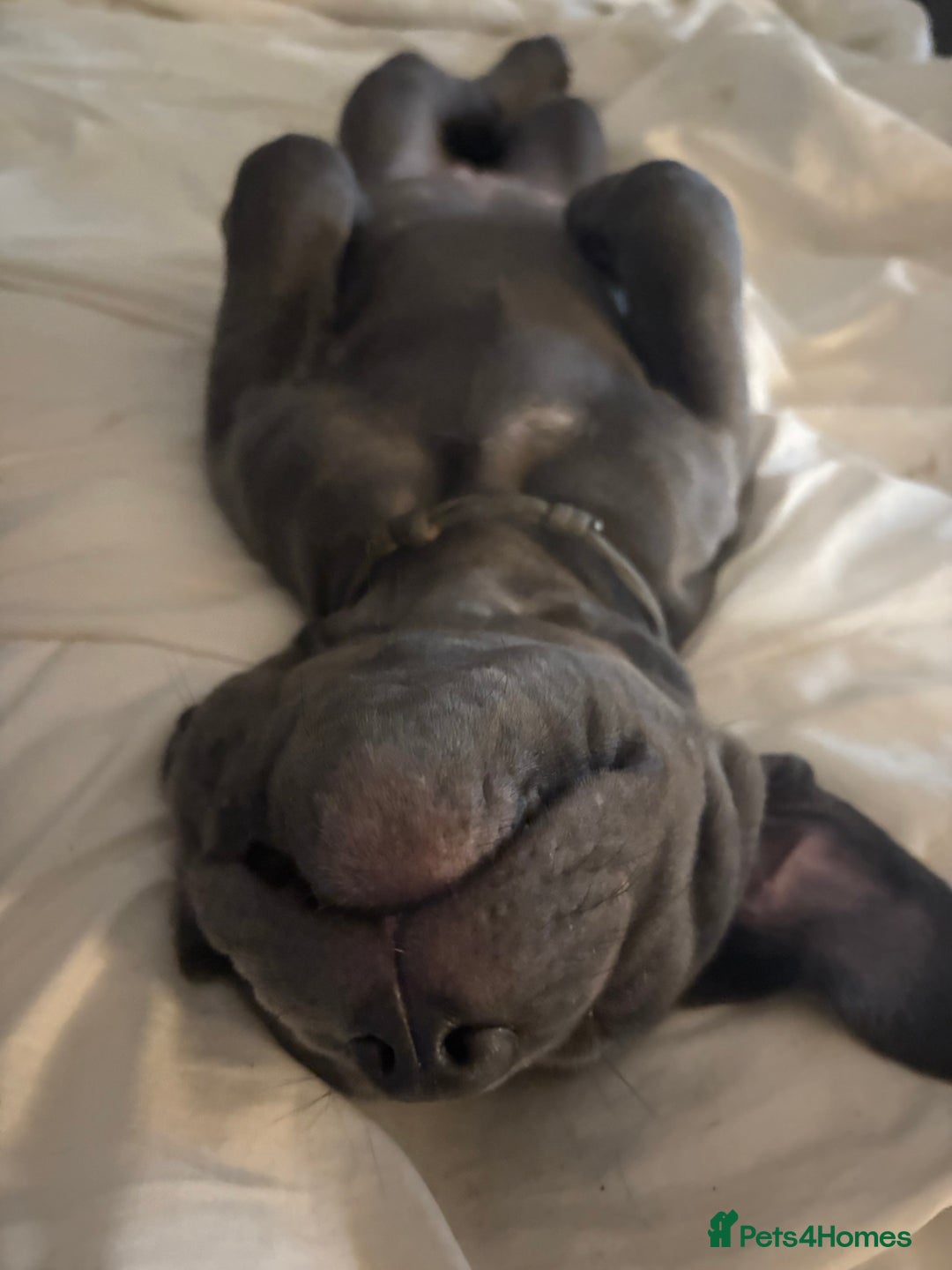 Cane Corso dogs for sale:  Pure breed Cane Corso  Puppies Looking for Homes  - Image 24