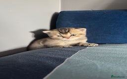 British Shorthair cats for sale: Golden British shorthairs  - Image 7