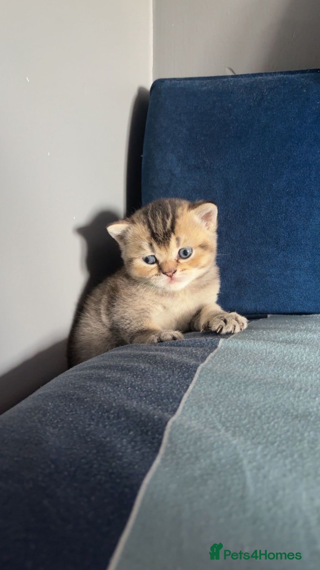 British Shorthair cats for sale: Golden British shorthairs  - Image 7