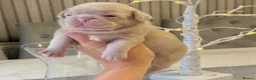 Pug dogs for sale: Kc registered Pugs - Advert 32
