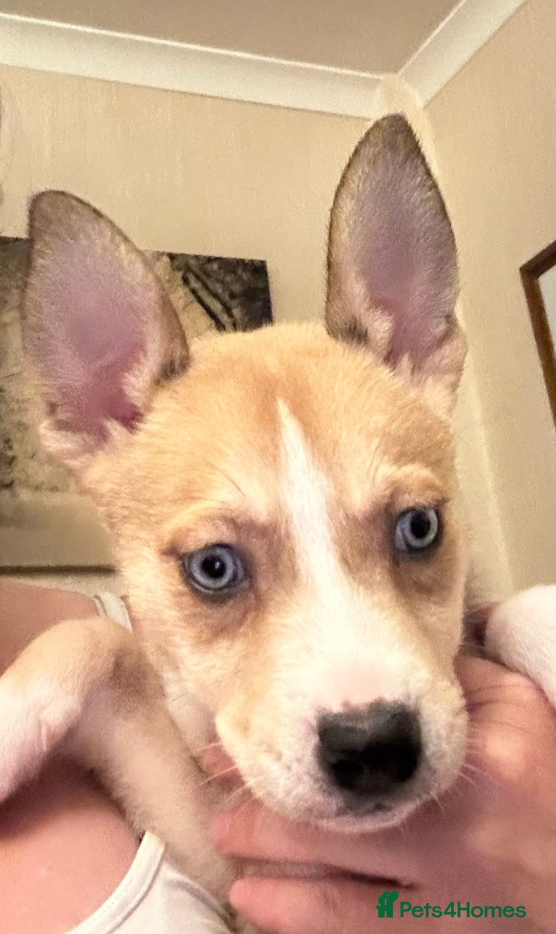 Mixed Breed dogs for sale: 4 husky cross American bulldog pups  - Image 1