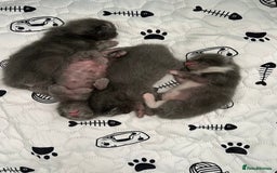 Ragdoll cats for sale: Adorable kittens ( Ragdoll cross) - Image 8