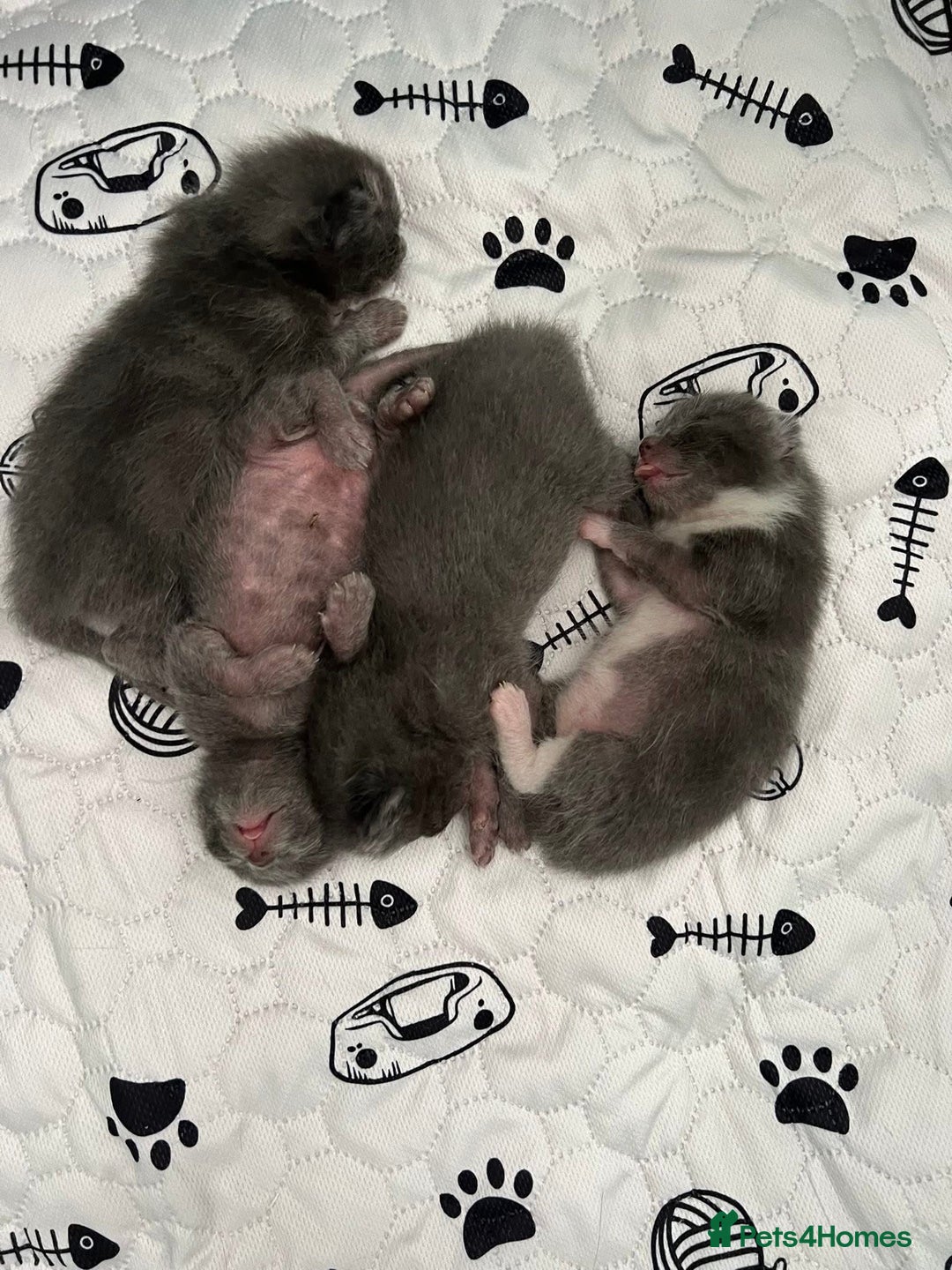 Ragdoll cats for sale: Adorable kittens ( Ragdoll cross) - Image 8