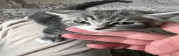 Mixed Breed cats for sale: 5 beautiful kittens (1 boy and 4 girls) - Advert 4