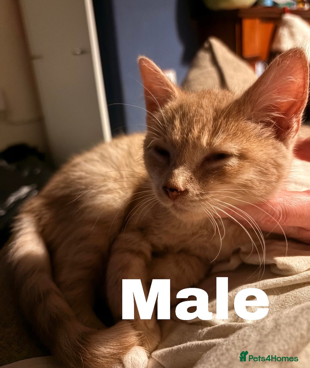 Mixed Breed cats for sale: Sphynx Varient Kittens - Advert 8