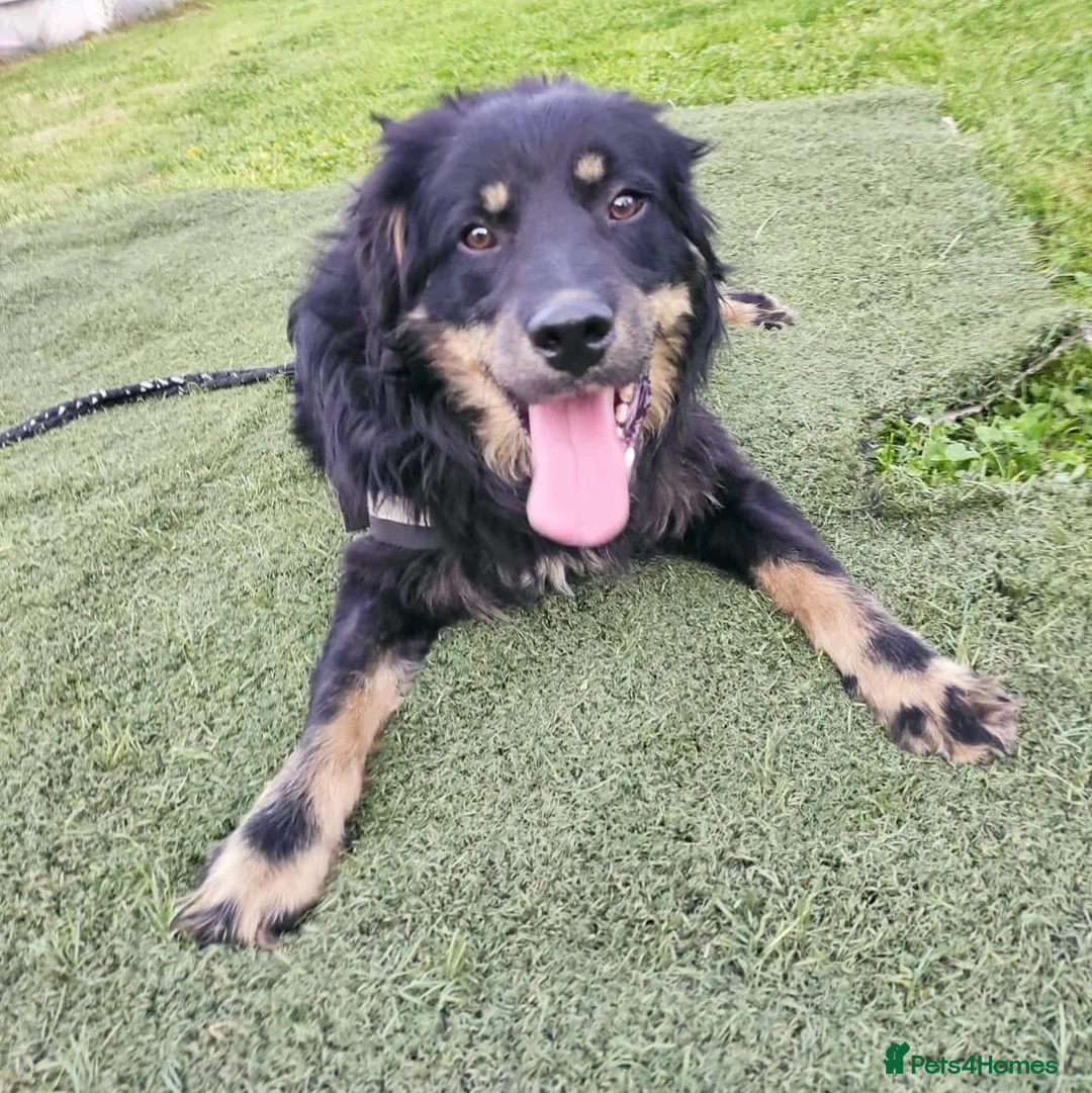 Mixed Breed dogs for adoption: ALEXANDER in Ashford - Advert 13