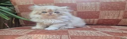 Persian cats for sale: ❤️Exceptional Persian boy-mum imported from 🇨🇳  - Advert 1