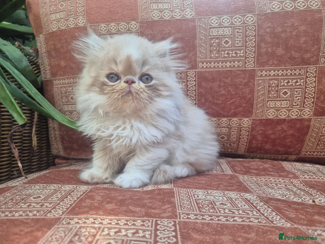 Persian cats for sale: ❤️Exceptional Persian boy-mum imported from 🇨🇳  - Advert 1