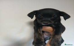 Mixed Breed dogs for sale: Lurcher cross begel  - Image 3