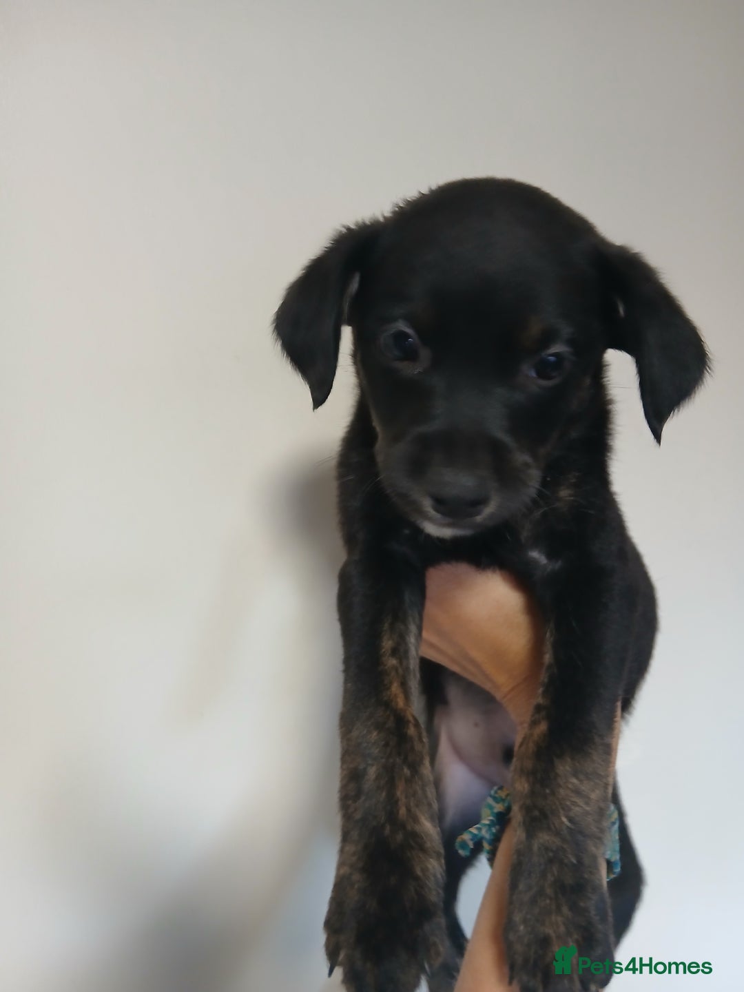 Mixed Breed dogs for sale: Lurcher cross begel  - Image 3