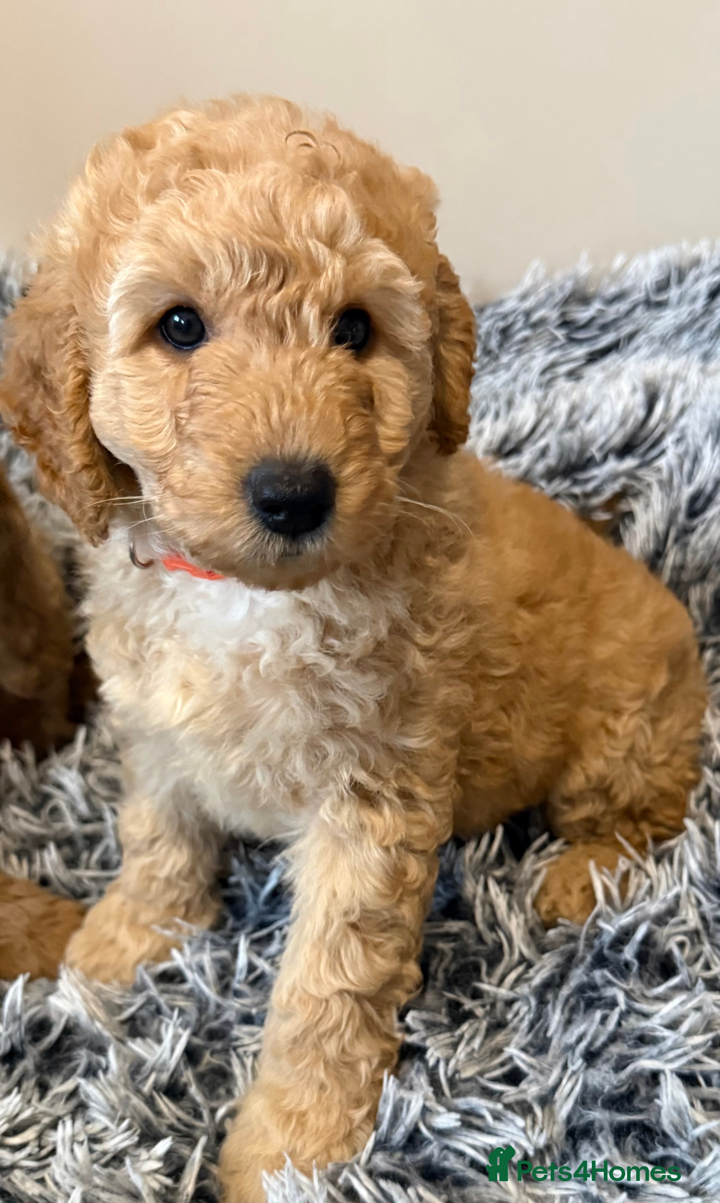 Labradoodle dogs Exceptional F1BB Labradoodle Puppies - Home Raised - Advert 11