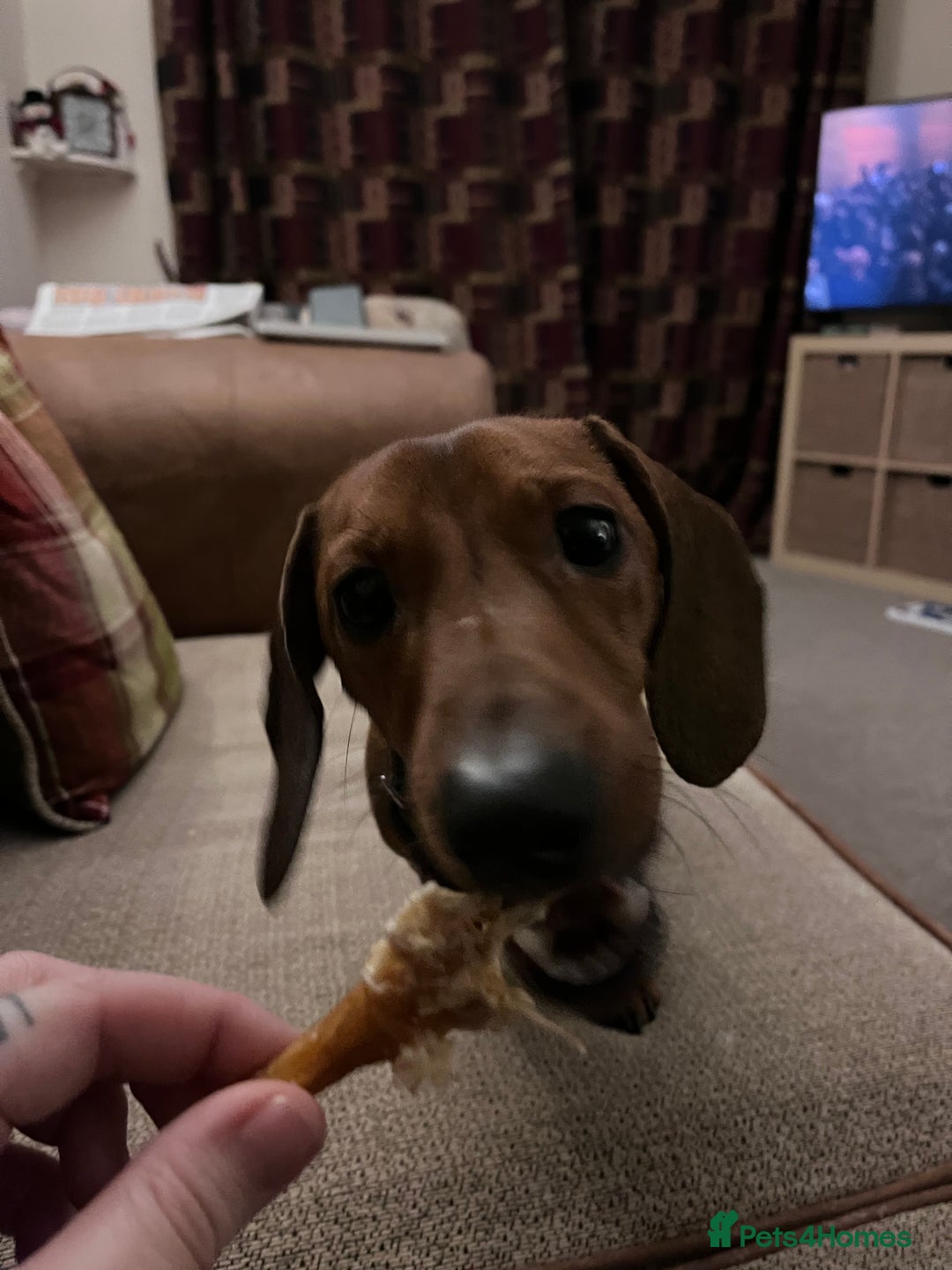 Dachshund dogs for sale: 1 year old Dachshund  - Advert 1