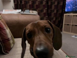 Dachshund dogs 1 year old Dachshund - Advert 2