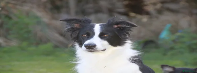 Bagel