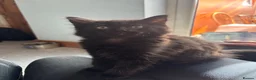 Mixed Breed cats for sale: Mixed gender black kittens  - Advert 10