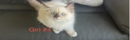 Ragdoll cats for sale: Stunning ragdoll girls for sale  in Grays - Advert 14