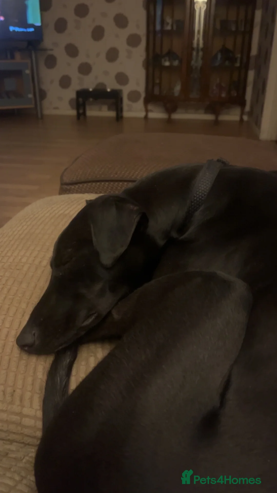 Lurcher dogs for sale: 3 year old lurcher  **   - Advert 6