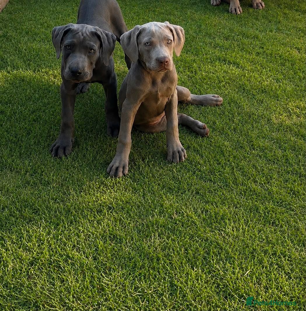 Cane Corso dogs Cane corso pups fully vaccinated  - Advert 12