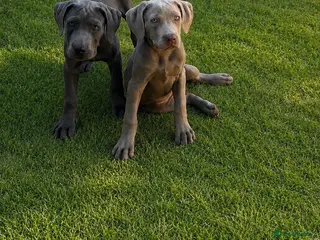 Cane Corso dogs Cane corso pups fully vaccinated - Advert 12