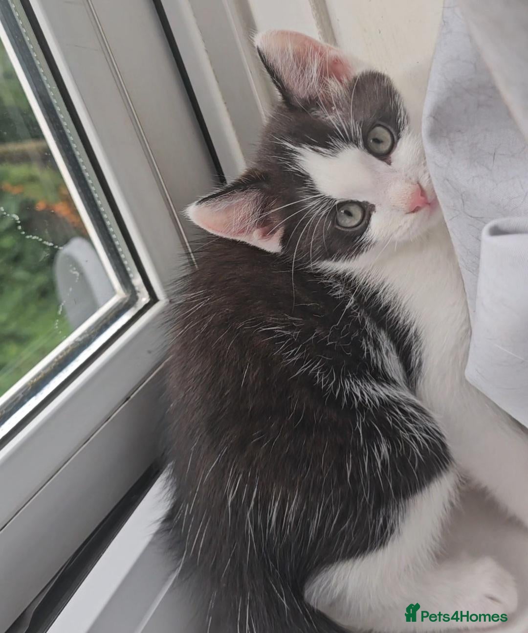 Mixed Breed cats Beautiful Half-Ragdoll Kittens – Loving & Playful - Advert 12