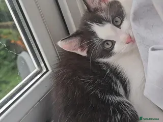 Mixed Breed cats Beautiful Half-Ragdoll Kittens – Loving & Playful - Advert 6