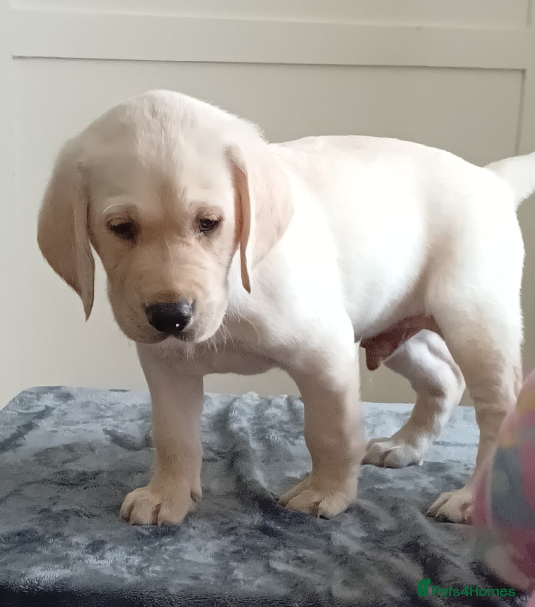 Labrador Retriever dogs for sale: PUPPIES 🐶🐾 - Image 4